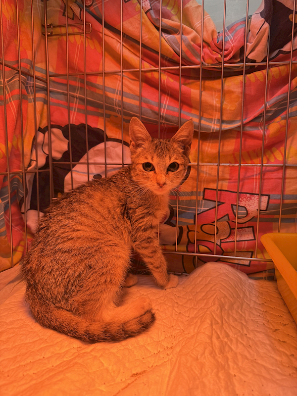 新北市八里區公立動物之家,編號:444367, 混種貓                 