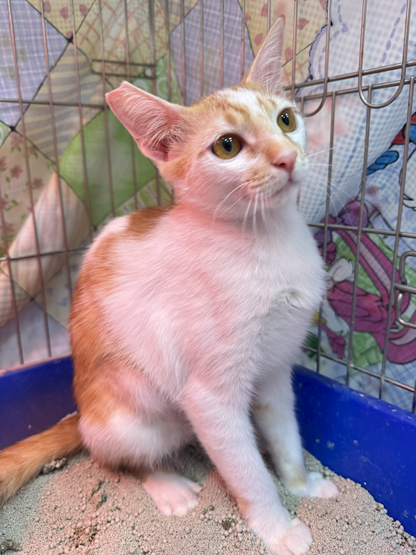 新北市八里區公立動物之家,編號:443933, 混種貓                 