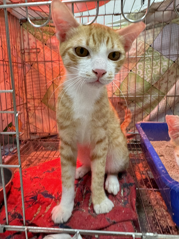 新北市八里區公立動物之家,編號:443934, 混種貓                 