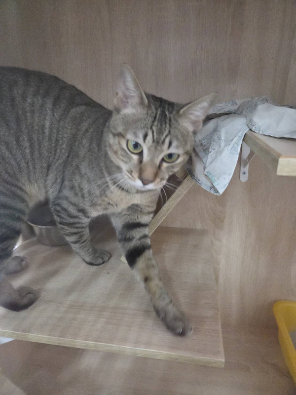新北市八里區公立動物之家,編號:444088, 混種貓                 