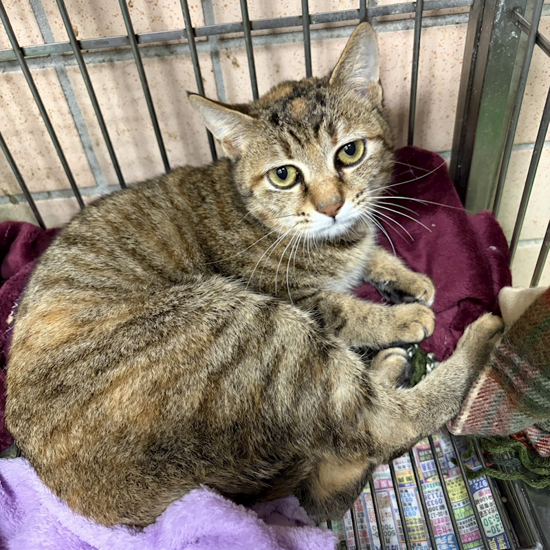 新北市淡水區公立動物之家,編號:443892, 混種貓                 