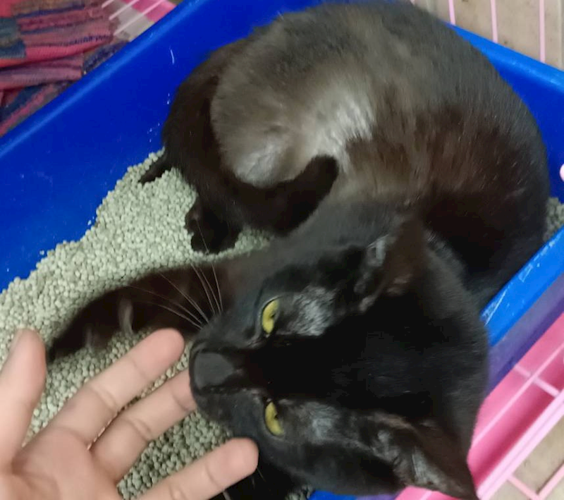 新北市淡水區公立動物之家,編號:444364, 混種貓                 