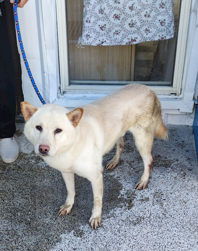 新北市中和區公立動物之家,編號:442890, 柴犬                  