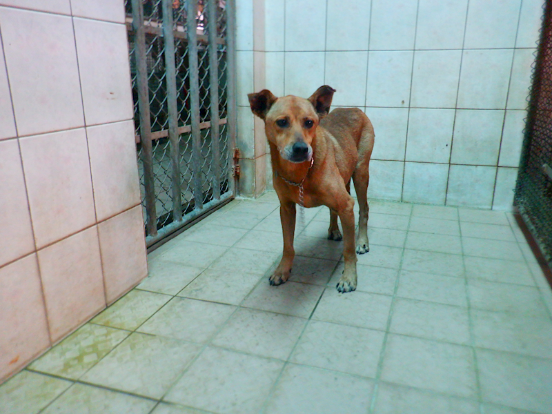 南投縣公立動物收容所,編號:444441, 混種犬          