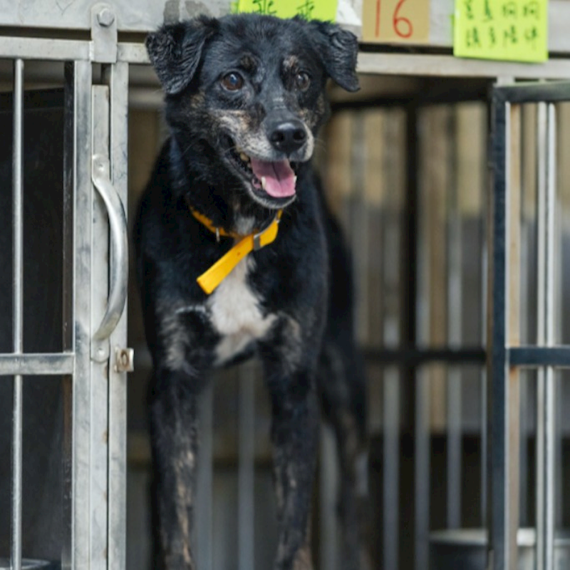 新北市五股區公立動物之家,編號:36094, 混種犬          