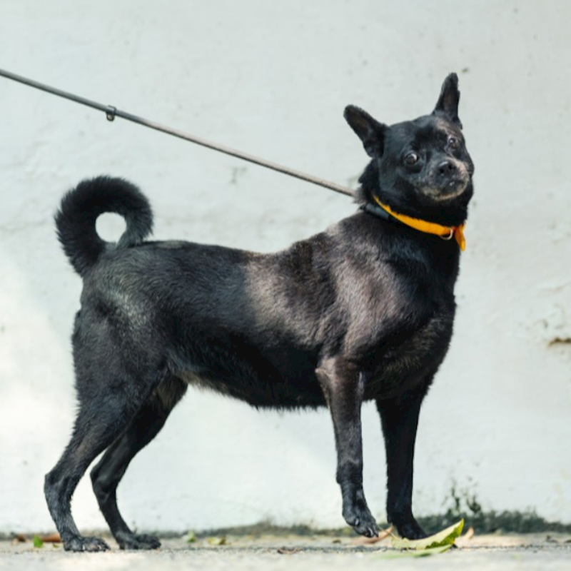 新北市五股區公立動物之家,編號:322807, 混種犬          