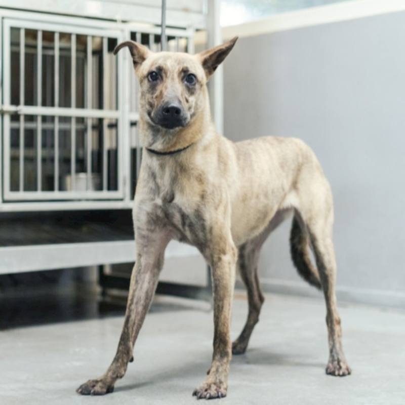 新北市五股區公立動物之家,編號:343551, 混種犬          