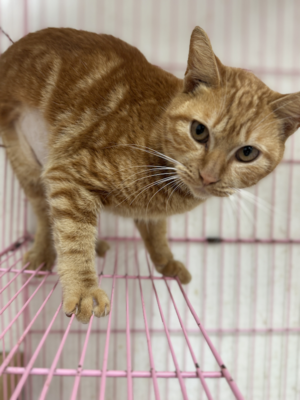 苗栗縣動物保護教育園區,編號:434483, 混種貓                 