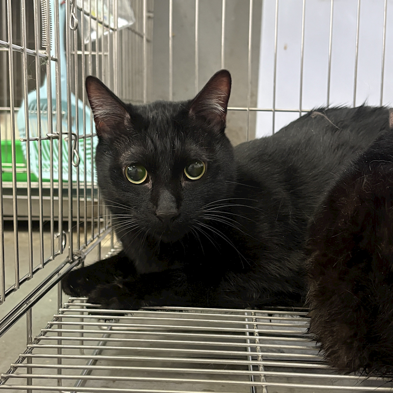 新北市五股區公立動物之家,編號:444447, 混種貓                 