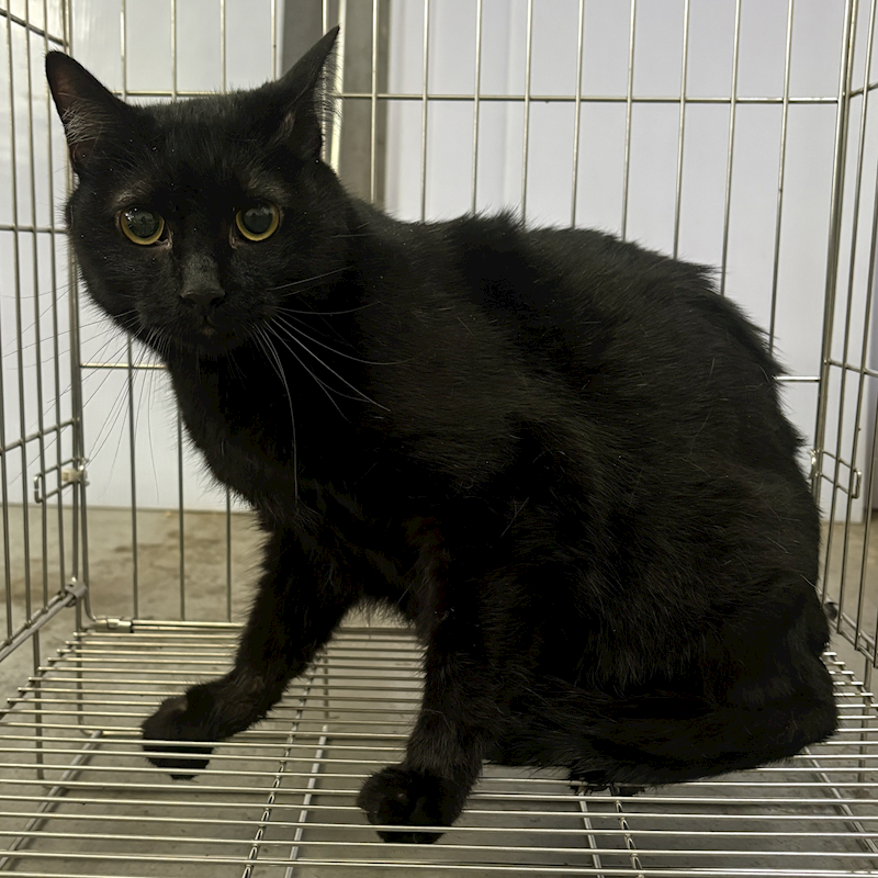 新北市五股區公立動物之家,編號:444448, 混種貓                 