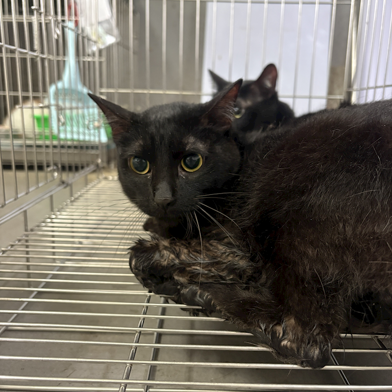 新北市五股區公立動物之家,編號:444449, 混種貓                 