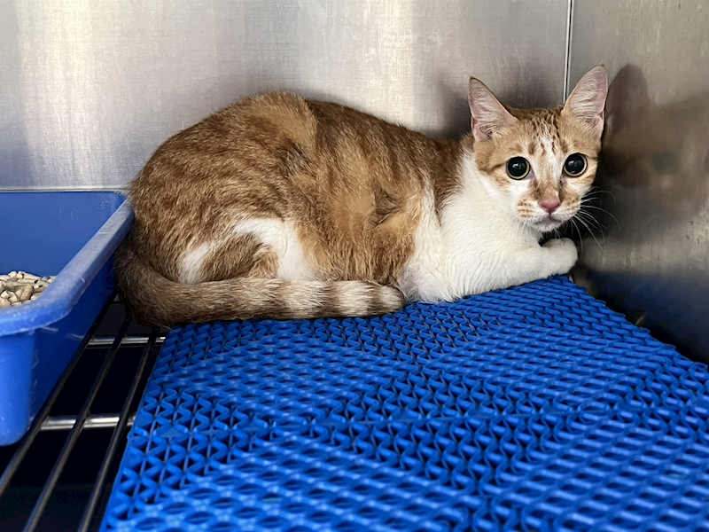 桃園市動物保護教育園區,編號:413206, 混種貓                 