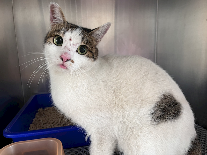 桃園市動物保護教育園區,編號:433269, 混種貓                 