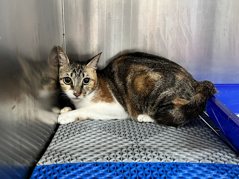 桃園市動物保護教育園區,編號:413203, 混種貓                 