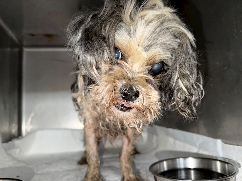 基隆市寵物銀行,編號:444456, 混種犬          