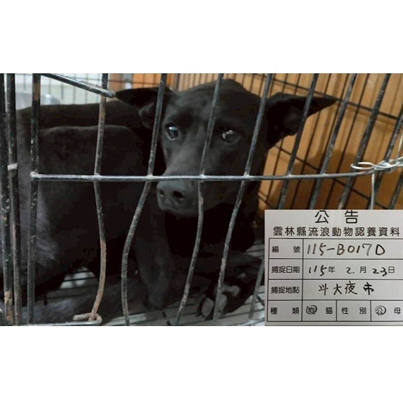 雲林縣流浪動物收容所,編號:443884, 混種犬          