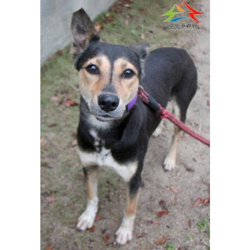 臺中市動物之家后里園區,編號:444093, 混種犬          