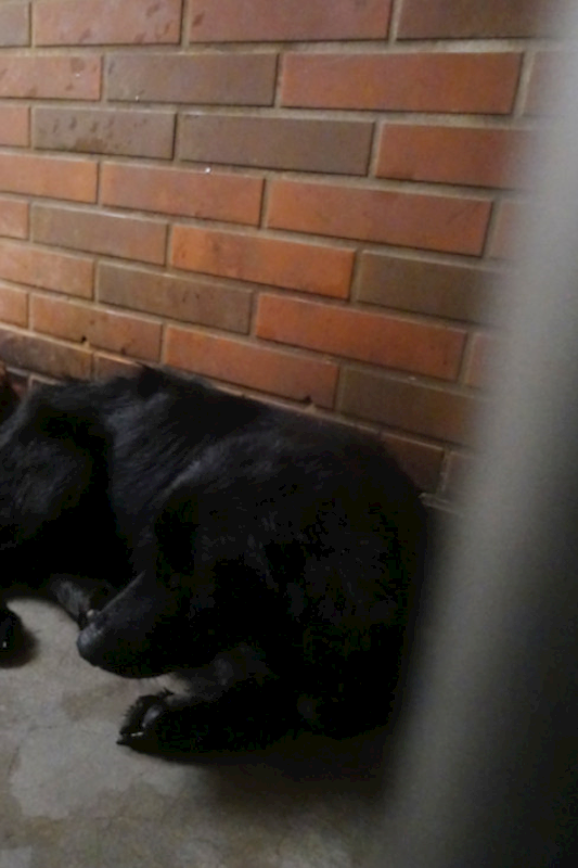 宜蘭縣流浪動物中途之家,編號:444306, 混種犬          