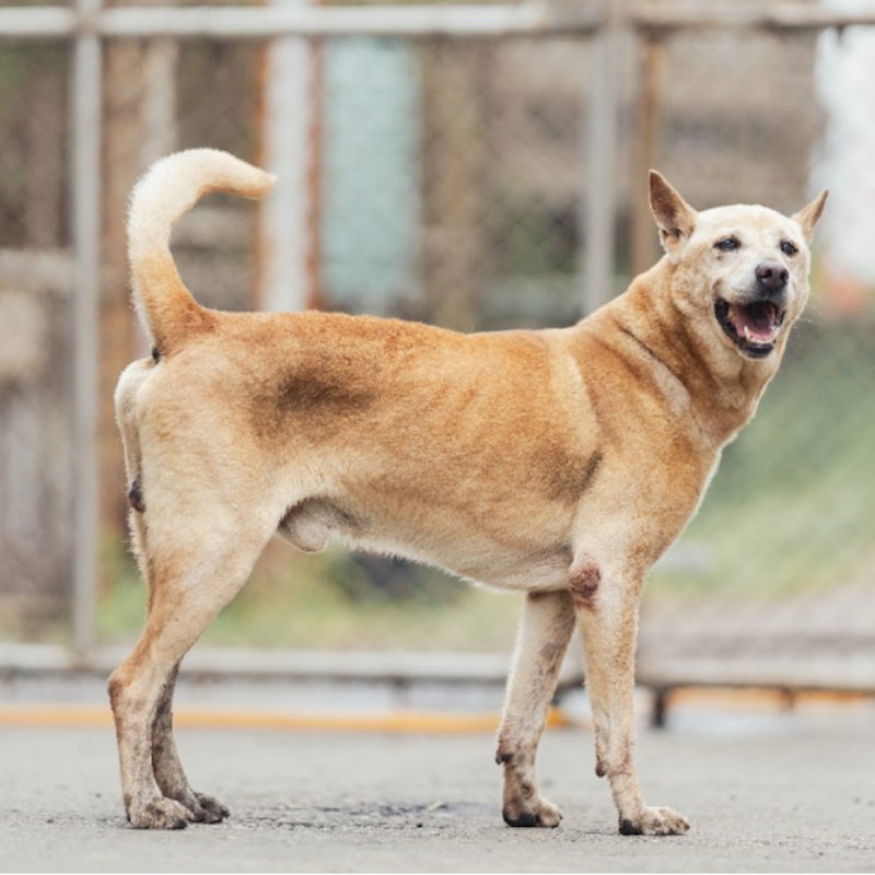 新北市淡水區公立動物之家,編號:404664, 混種犬          