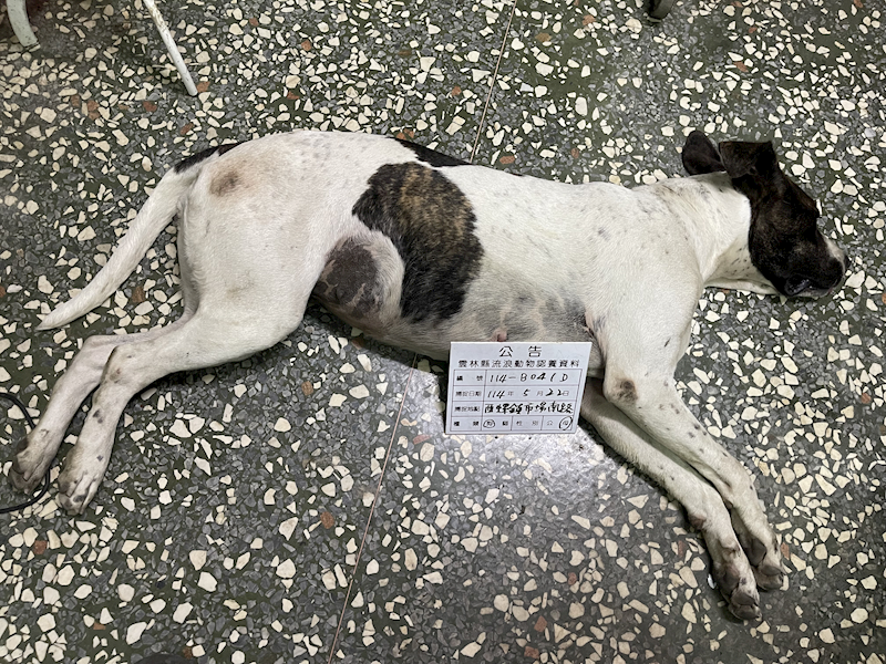 雲林縣流浪動物收容所,編號:407496, 混種犬          