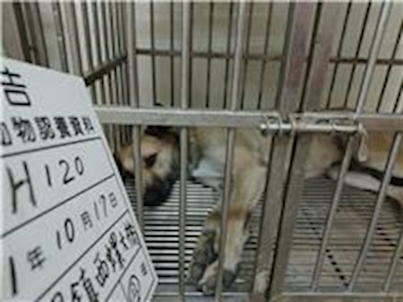 雲林縣流浪動物收容所,編號:279354, 混種犬          