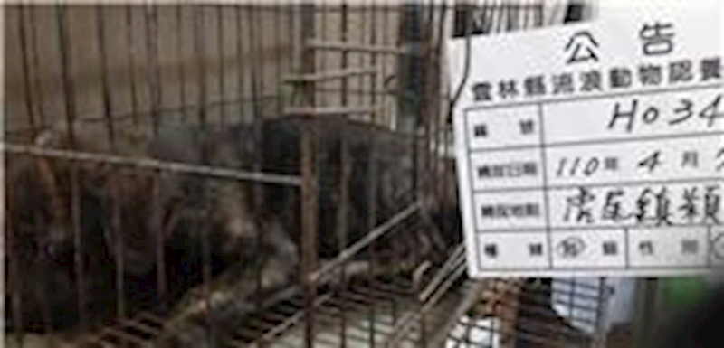 雲林縣流浪動物收容所,編號:201868, 混種犬          