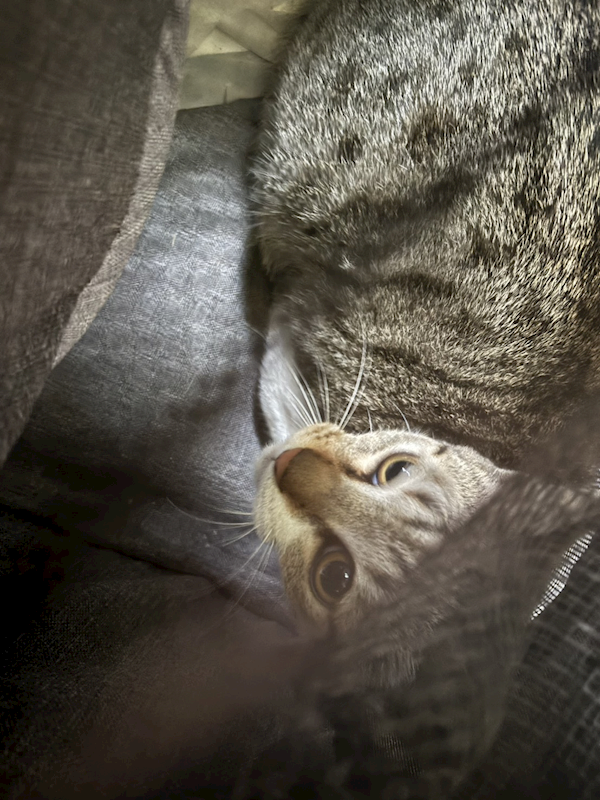 新北市五股區公立動物之家,編號:444601, 混種貓                 