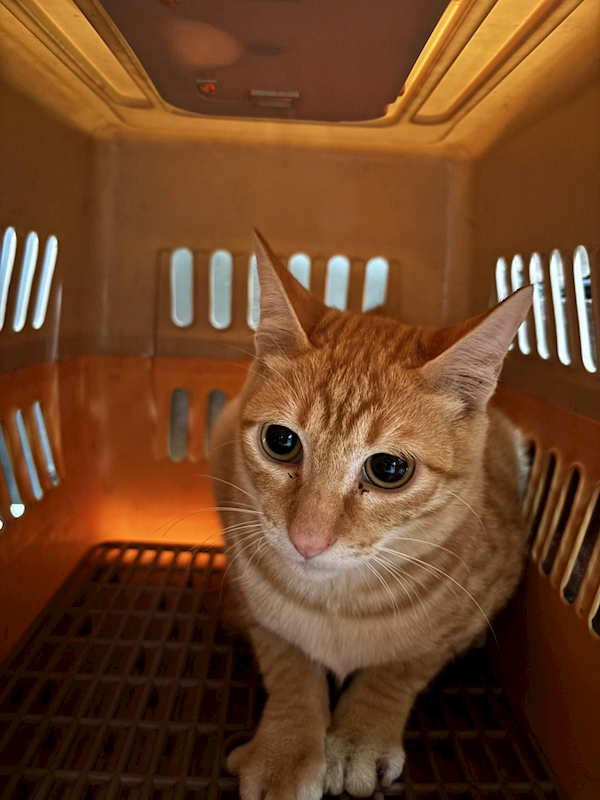 新北市五股區公立動物之家,編號:444594, 混種貓                 