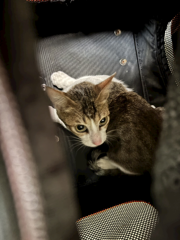 新北市五股區公立動物之家,編號:444591, 混種貓                 