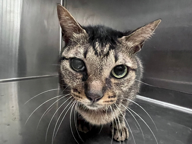 臺北市動物之家,編號:444680, 混種貓                 