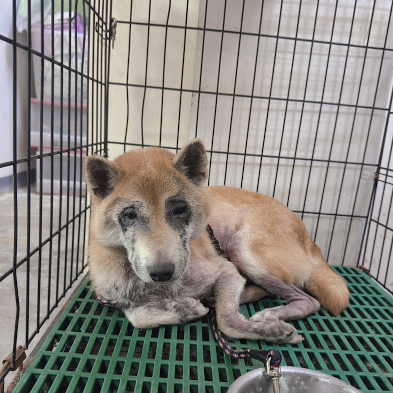 新北市新店區公立動物之家,編號:443053, 柴犬                  
