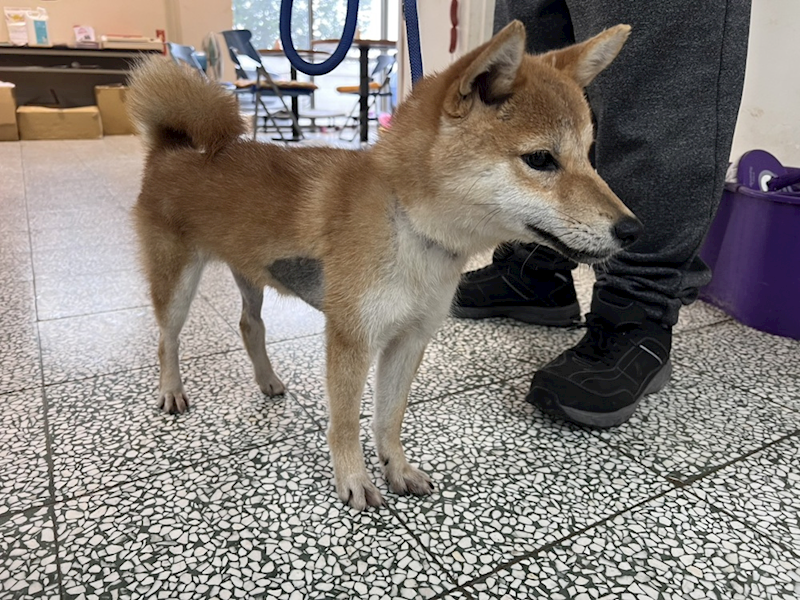 桃園市動物保護教育園區,編號:439141, 柴犬                  