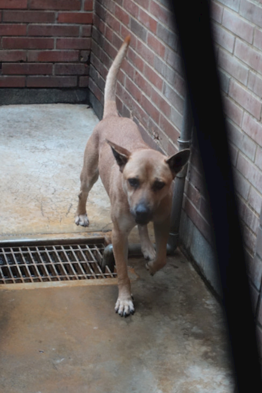 宜蘭縣流浪動物中途之家,編號:444566, 混種犬          