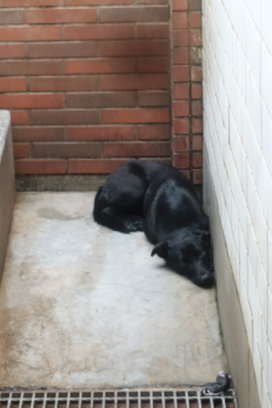 宜蘭縣流浪動物中途之家,編號:444557, 混種犬          
