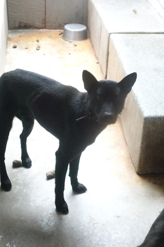 宜蘭縣流浪動物中途之家,編號:444556, 混種犬          