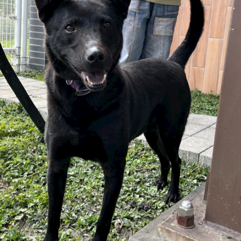 新北市瑞芳區公立動物之家,編號:444851, 混種犬          