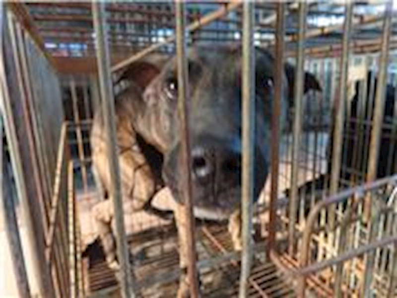 臺南市動物之家灣裡站,編號:280159, 混種犬          