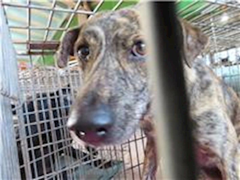 臺南市動物之家灣裡站,編號:244955, 混種犬          