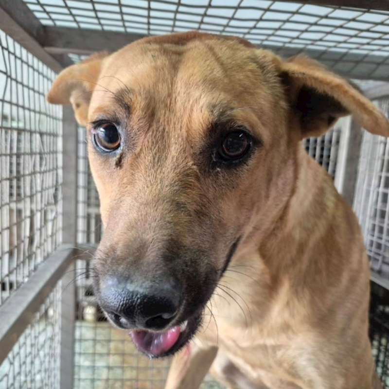 臺南市動物之家善化站,編號:444820, 混種犬          