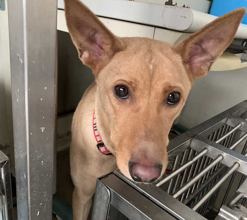 臺北市動物之家,編號:438078, 混種犬          