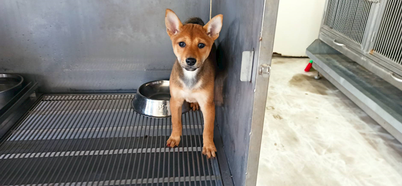 金門縣動物收容中心,編號:444173, 混種犬          