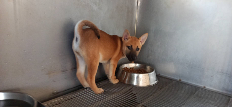 金門縣動物收容中心,編號:444172, 混種犬          