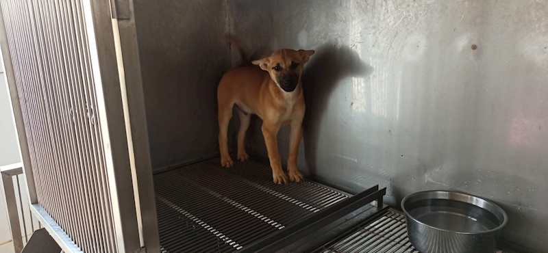 金門縣動物收容中心,編號:444171, 混種犬          