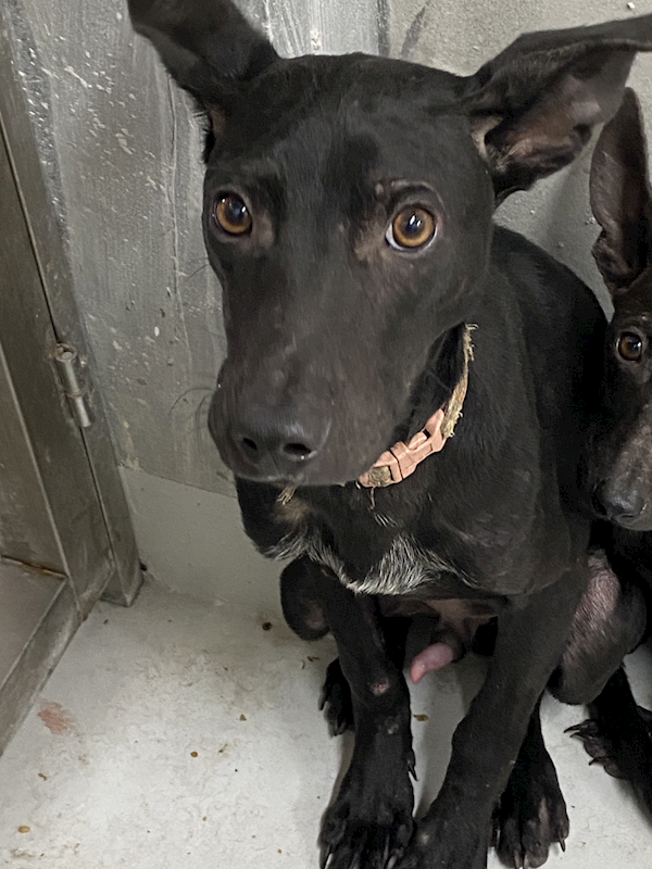 基隆市寵物銀行,編號:435394, 混種犬          