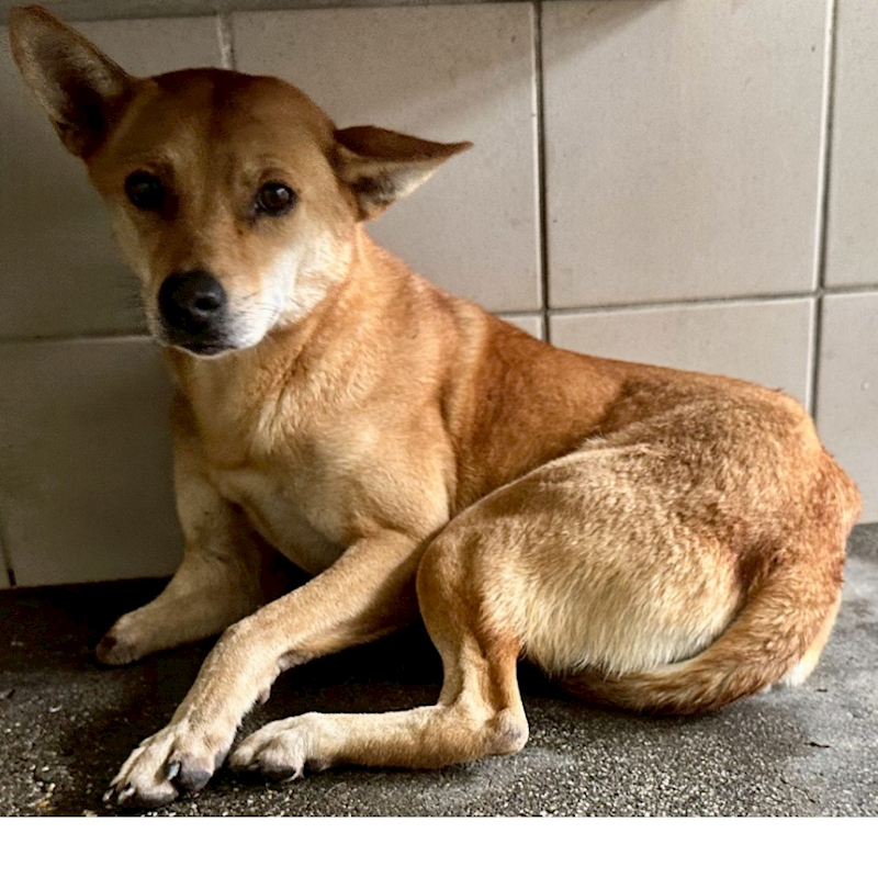 花蓮縣狗貓躍動園區,編號:443459, 混種犬          