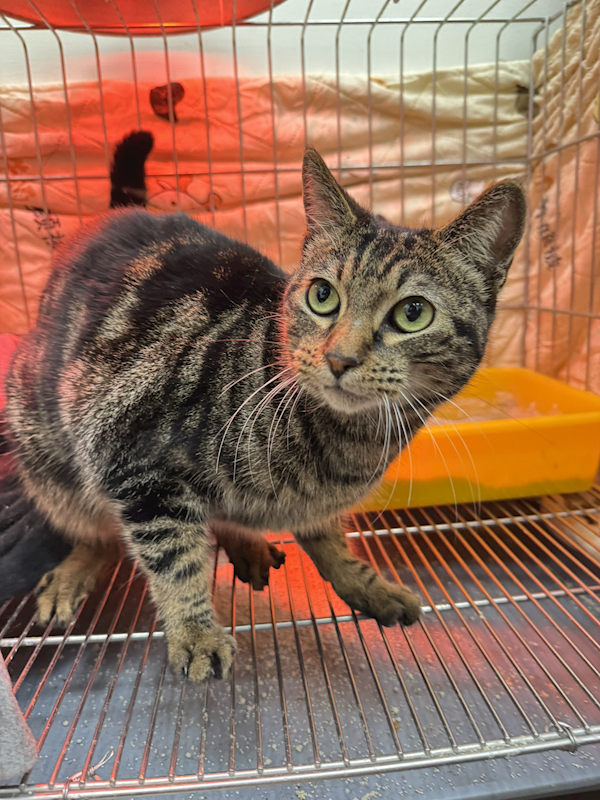 新北市八里區公立動物之家,編號:444898, 混種貓                 