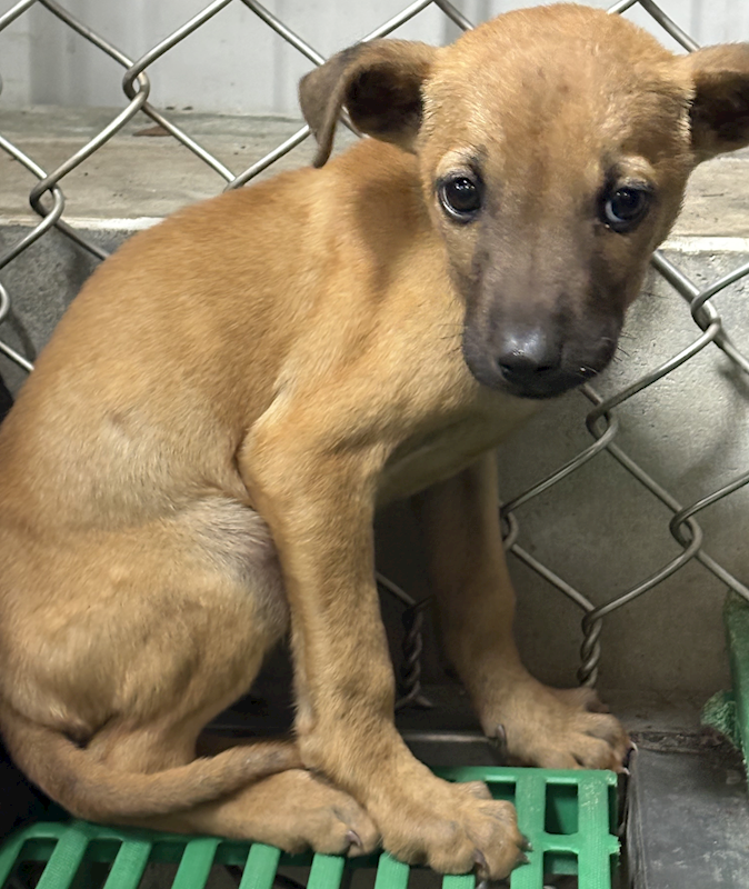 臺東縣動物收容中心,編號:444880, 混種犬          