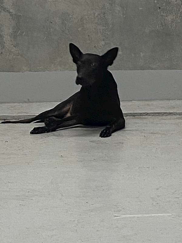 基隆市寵物銀行,編號:434558, 混種犬          