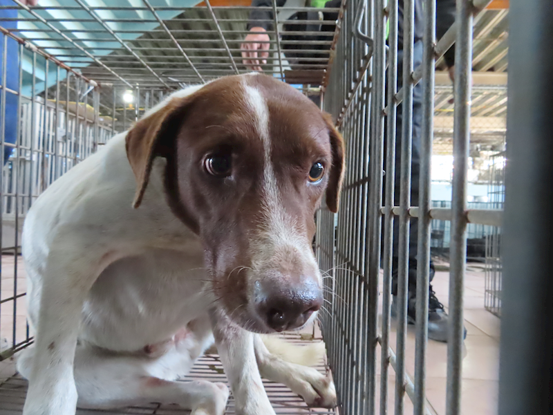 臺南市動物之家灣裡站,編號:289413, 混種犬          