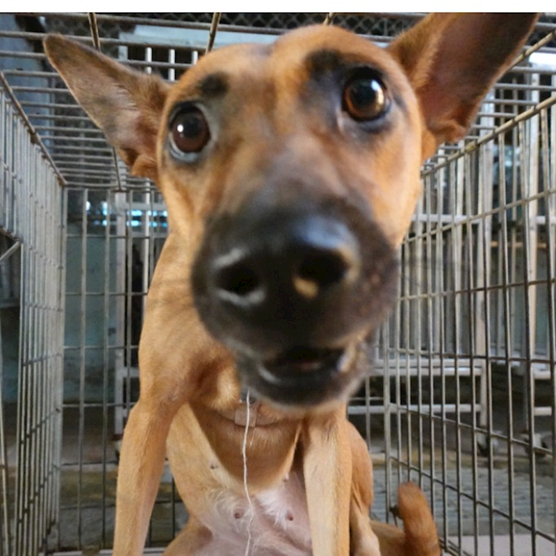 臺南市動物之家灣裡站,編號:429267, 混種犬          